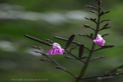 Diotacanthus grandis